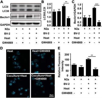 Increased miR-155 in Microglial Exosomes Following Heat Stress Accelerates Neuronal Autophagy via Their Transfer Into Neurons